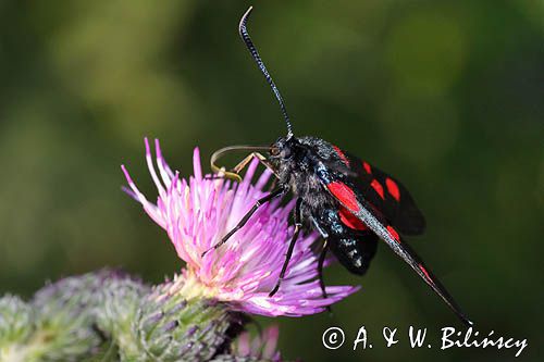 Kraśnik sześcioplamek, Zygaena filipendulae