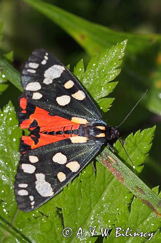 Krasopani poziomkówka, proporzyca poziomkówka, Callimorpha dominula