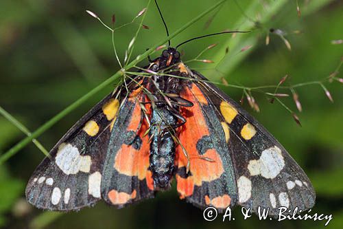 Krasopani poziomkówka, proporzyca poziomkówka, Callimorpha dominula