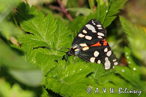 Krasopani poziomkówka, proporzyca poziomkówka, Callimorpha dominula