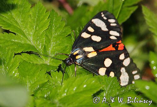 Krasopani poziomkówka, proporzyca poziomkówka, Callimorpha dominula