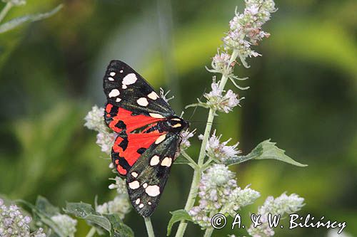 Krasopani poziomkówka, proporzyca poziomkówka, Callimorpha dominula