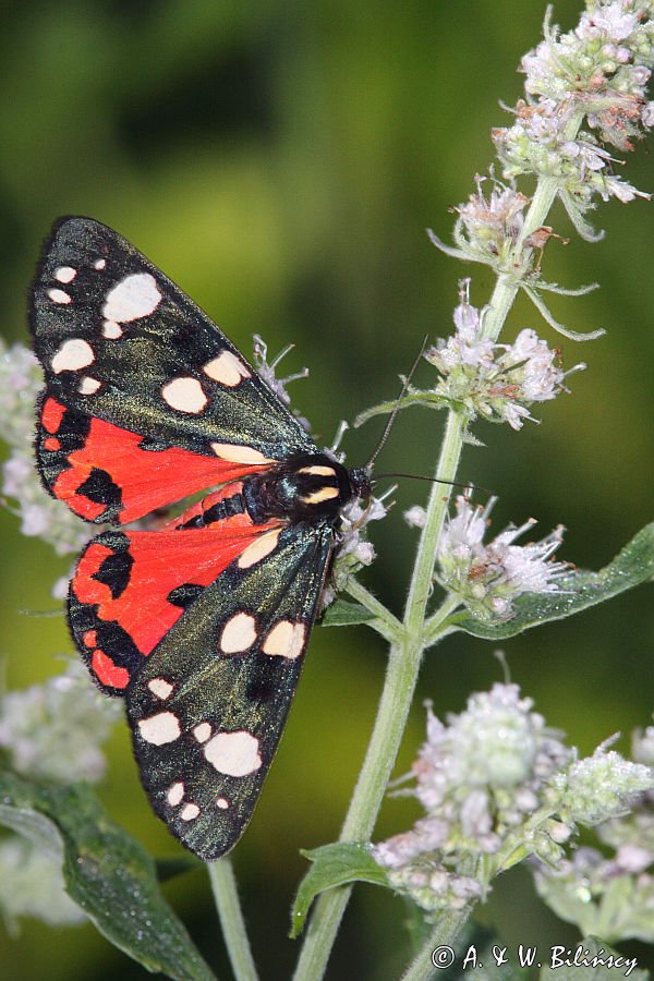 Krasopani poziomkówka, proporzyca poziomkówka, Callimorpha dominula