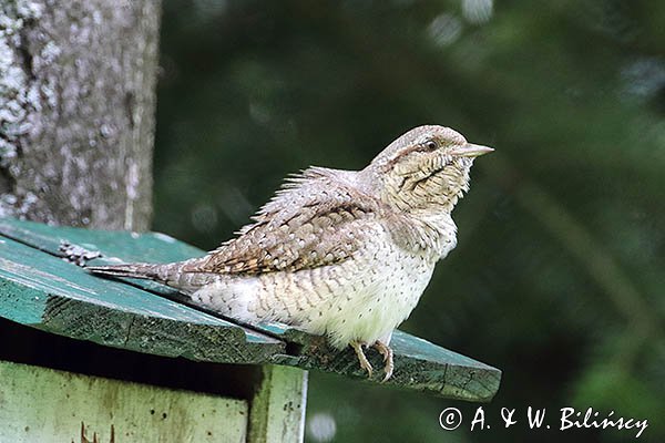 Krętogłów zwyczajny, krętogłów, Jynx torquilla na budce dla ptaków