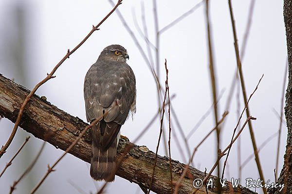krogulec, Accipiter nisus, samica