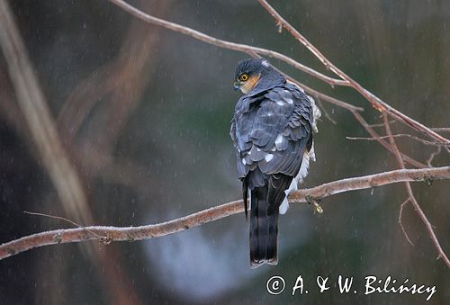 krogulec Accipiter nisus samiec krogulec Accipiter nisus samiec