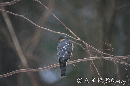 krogulec Accipiter nisus samiec