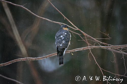 krogulec Accipiter nisus samiec