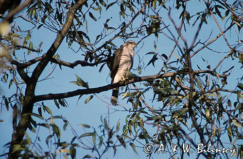 krogulec samiec, Accipiter nisus