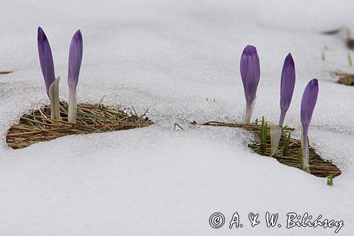 krokusy