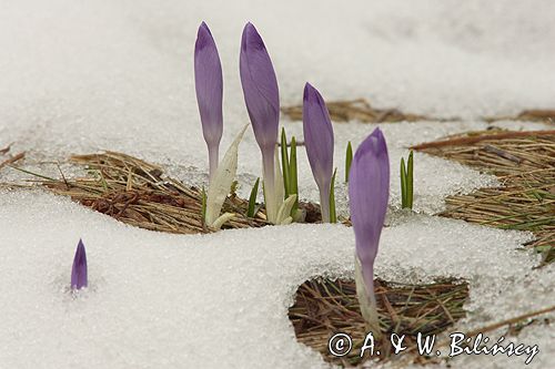 krokusy