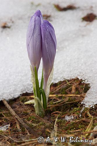 krokusy