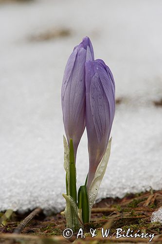 krokusy