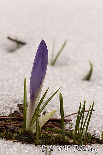 krokusy