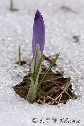 krokusy