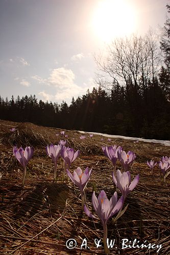 krokusy