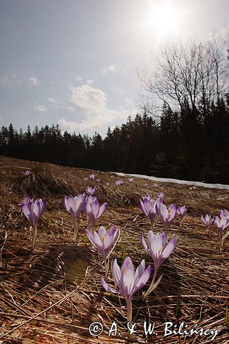 krokusy