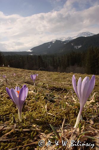 krokusy