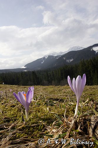 krokusy