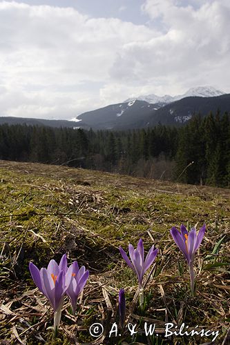 krokusy