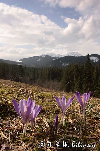 krokusy