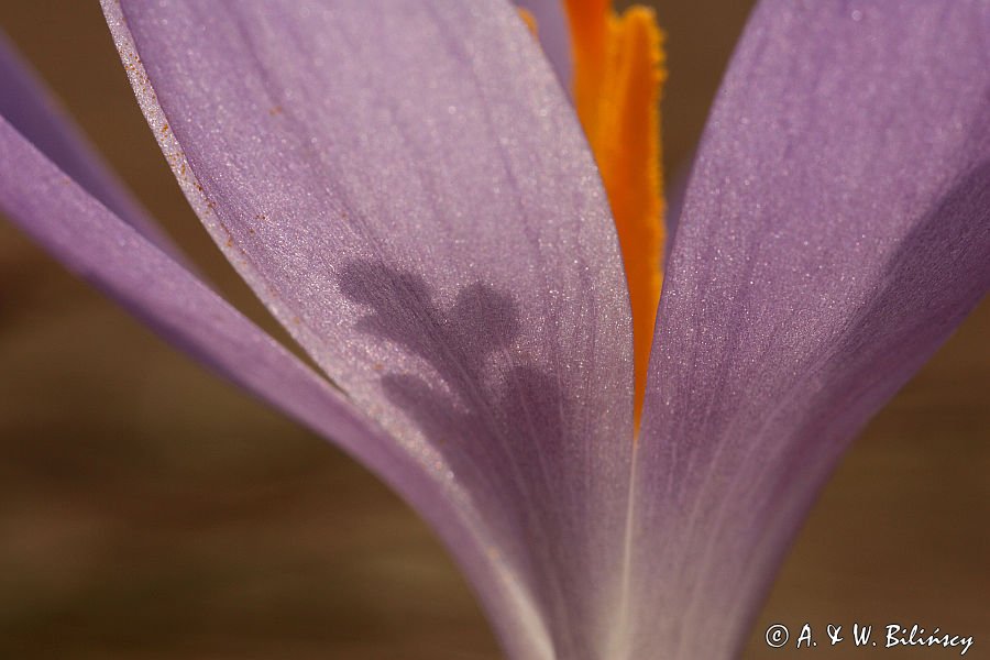 Szafran, krokus Crocus L., Crociris Schur)