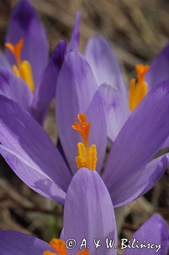 krokusy