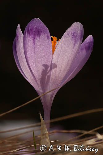 Szafran, krokus Crocus L., Crociris Schur)