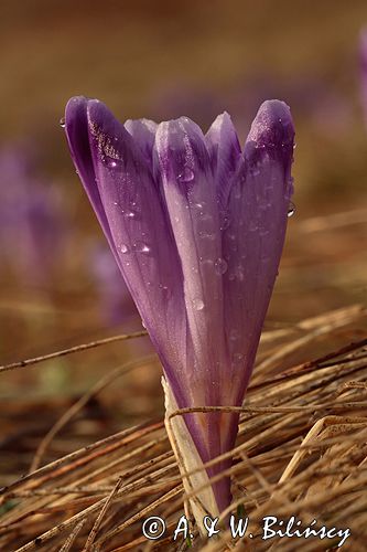 krokusy