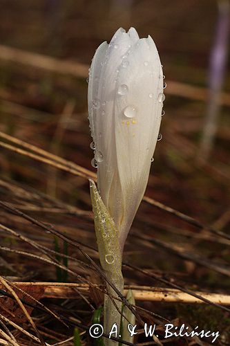 krokusy