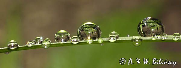 krople na trawie po deszczu