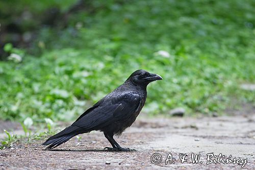 kruk Corvus corax