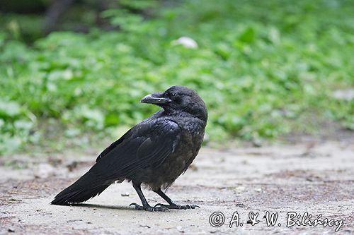 kruk Corvus corax