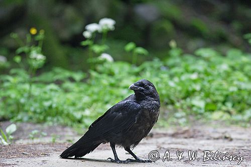 kruk Corvus corax