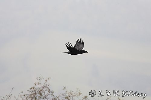 kruk Corvus corax