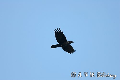 kruk Corvus corax