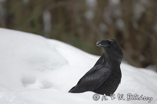 kruk Corvus corax