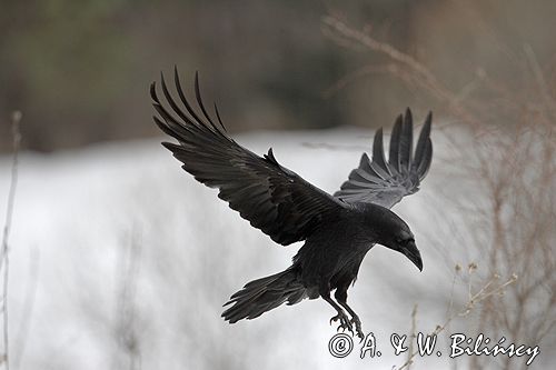 kruk Corvus corax