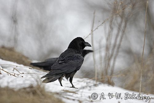 kruk Corvus corax