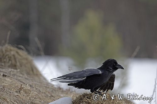 kruk Corvus corax