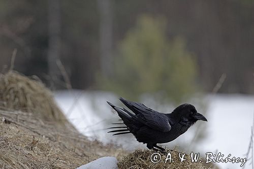 kruk Corvus corax