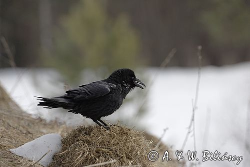 kruk Corvus corax