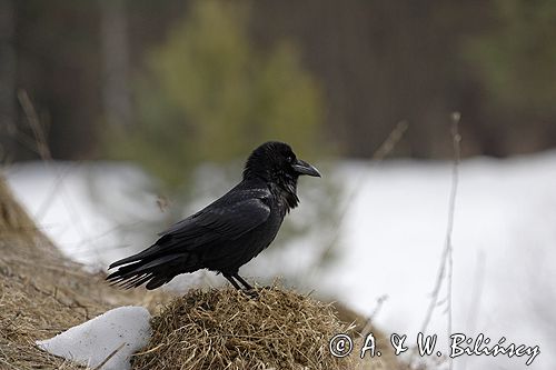 kruk Corvus corax