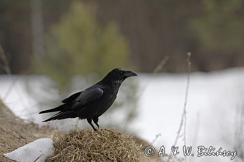 kruk Corvus corax