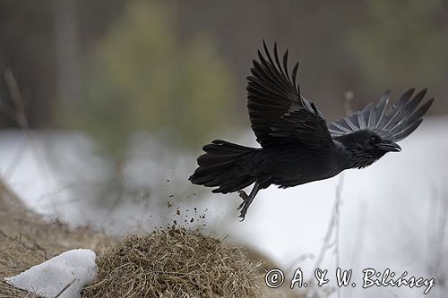 kruk Corvus corax