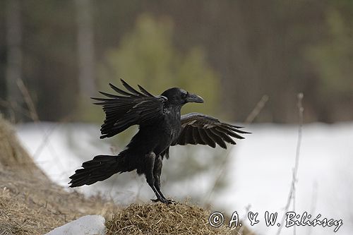 kruk Corvus corax