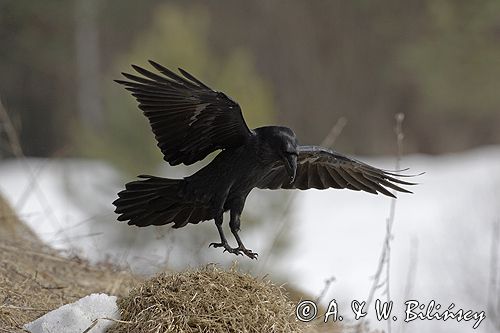 kruk Corvus corax