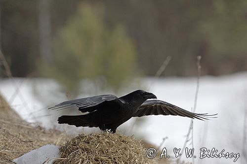 kruk Corvus corax