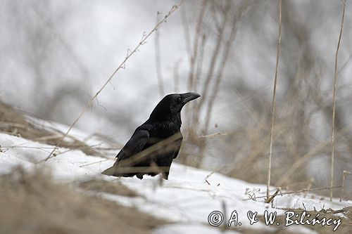 kruk Corvus corax