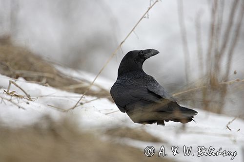 kruk Corvus corax